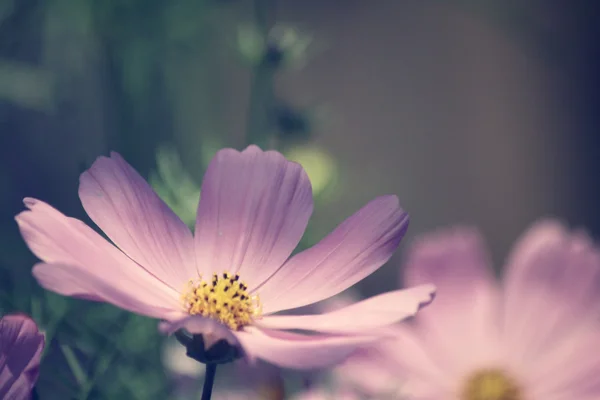 Cosmos rosados flores —  Fotos de Stock