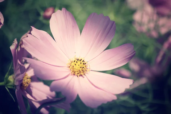 Flores cosmos rosa — Fotografia de Stock