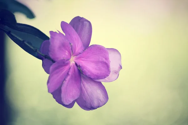 ピンク ペチュニアの花 — ストック写真