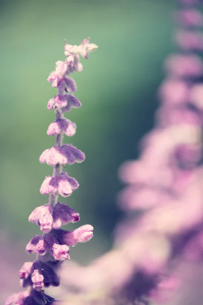 Fialová šalvěj květiny — Stock fotografie