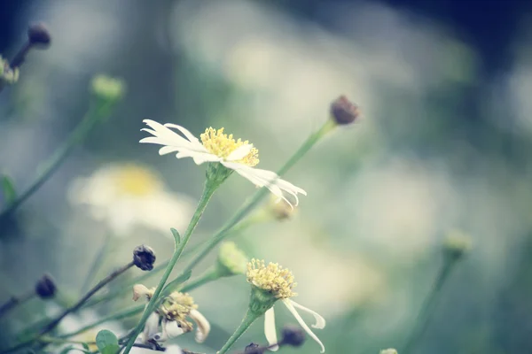 Flores de manzanilla — Foto de Stock