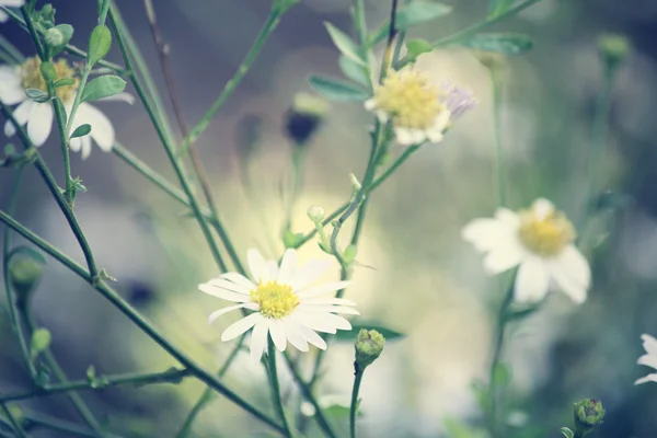 Квіти ромашки — стокове фото
