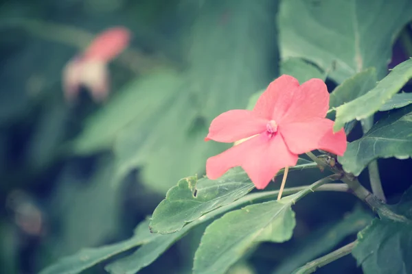 Piros petunias virág — Stock Fotó