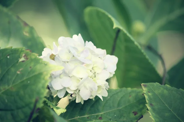 Hortensias fleurs — Photo