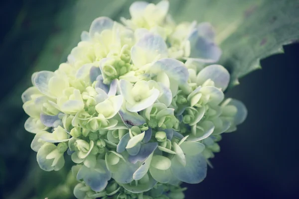 Hortensior blommor — Stockfoto