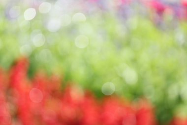 Çiçeklerin bulanık