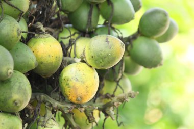 Tembul palmiye ağacı