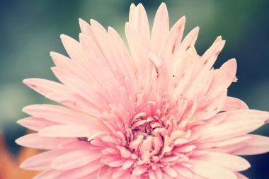 gerbera çiçekleri