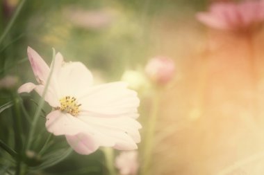 pembe cosmos çiçek alanı