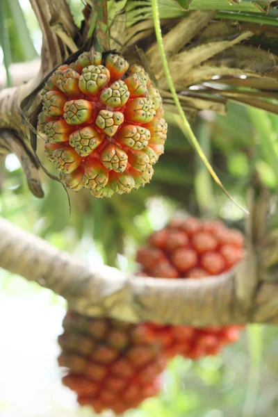 Palm vruchten — Stockfoto