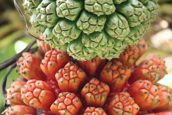 Fruta de palma —  Fotos de Stock