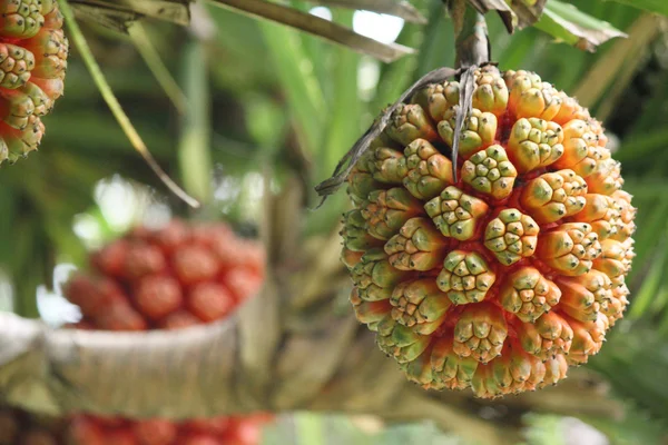 Palm vruchten — Stockfoto