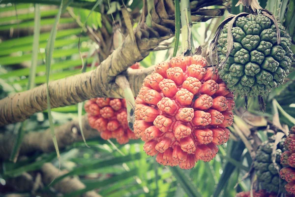 Palm vruchten — Stockfoto