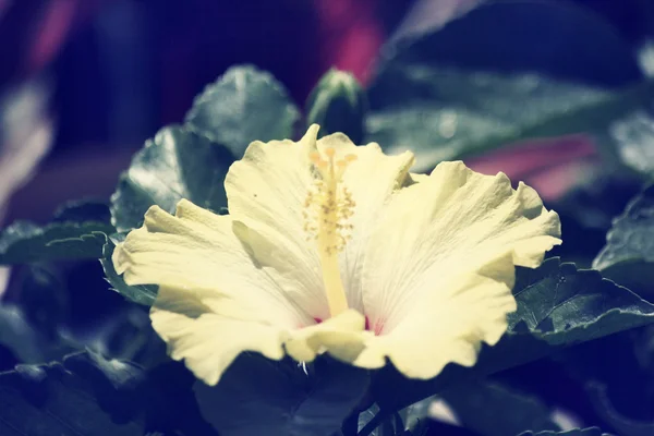 Flores de hibisco - flor amarilla —  Fotos de Stock