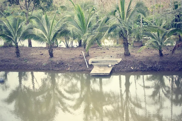Kokosové palmy a jezero — Stock fotografie