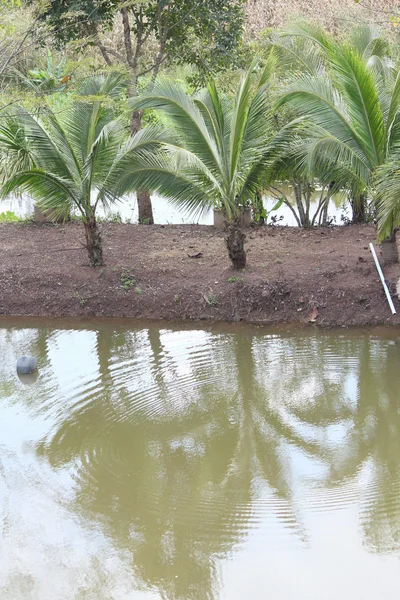 Coconut trees and lake — Stock Photo, Image