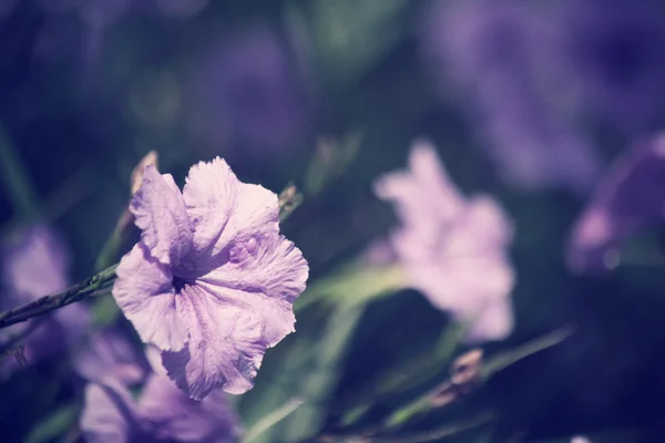 Vintage lila blommor — Stockfoto