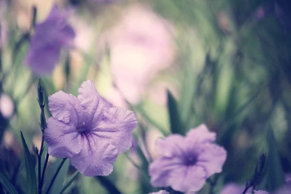 Vintage paarse bloemen — Stockfoto