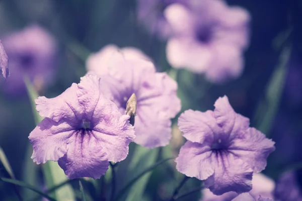 Винтажные фиолетовые цветы — стоковое фото