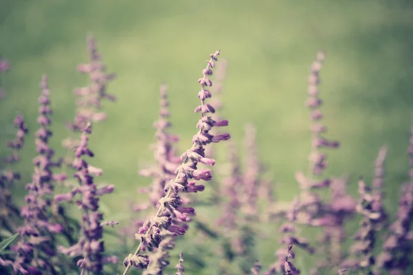 Purple salvia flowers — Stock Photo, Image