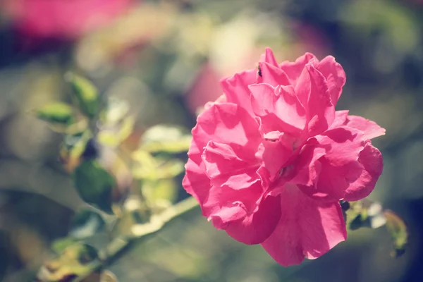 Vintage rose — Stock Photo, Image