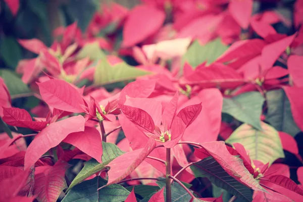 Red poinsettia flowers — Stock Photo, Image