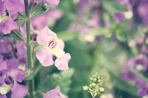 紫丹参鲜花 — 图库照片