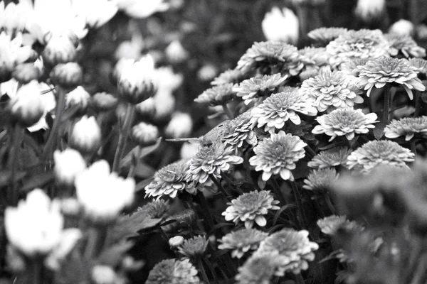 Svarta och vita prästkrage blommor — Stockfoto