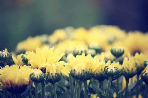 Жовта маргаритка квіти — стокове фото