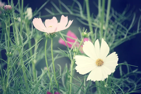 Campo de flores cosmos rosa — Fotografia de Stock