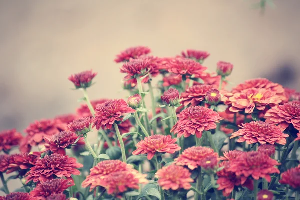 Червоний ромашка квіти — стокове фото