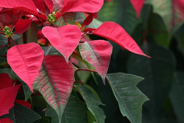 Red poinsettia flowers — Stock Photo, Image