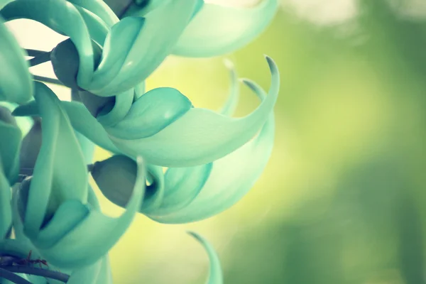 Newguinea 履带板-绿色花 — 图库照片