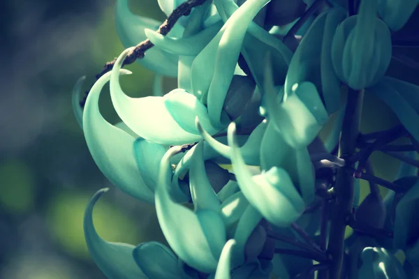 Newguinea klimplant - groene bloemen — Stockfoto