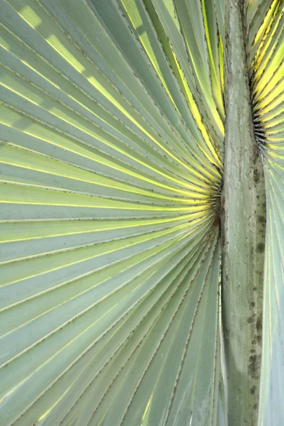 Palmen bladeren achtergrond — Stockfoto