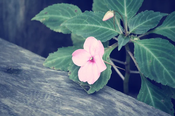 ピンク ペチュニアの花 — ストック写真