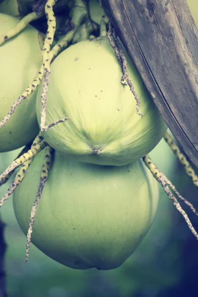 Coqueiro — Fotografia de Stock