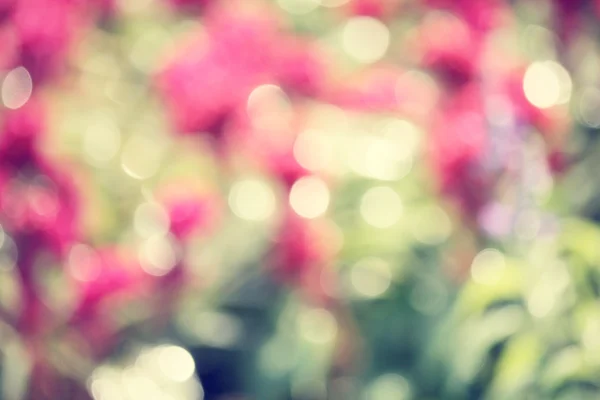 Wazig van bloemen — Stockfoto