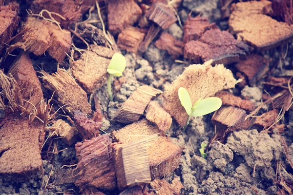 Plantas en el suelo —  Fotos de Stock