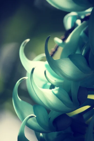 Newguinea 履带板-绿色花 — 图库照片