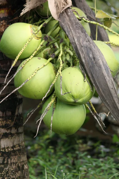 Pohon kelapa. — Stok Foto