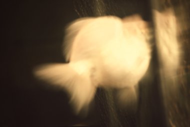 Altın fishs bulanık