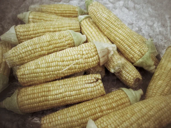 Fresh corn — Stock Photo, Image