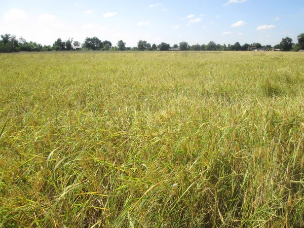 Campo de arroz —  Fotos de Stock