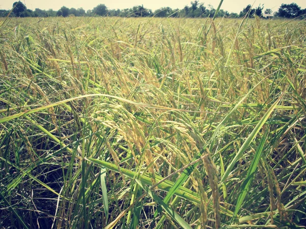 Campo di riso — Foto Stock