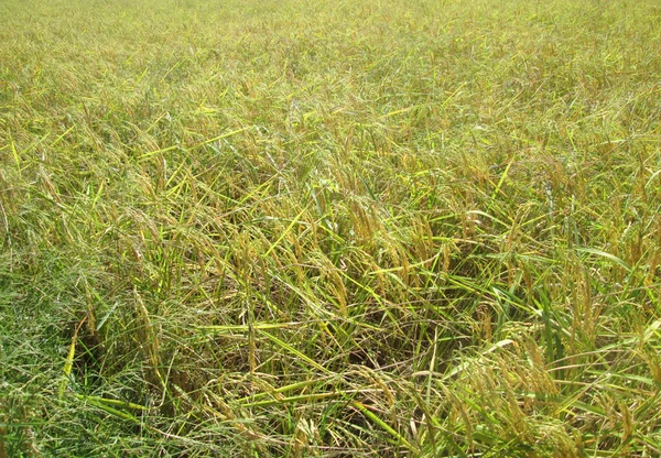 Campo di riso — Foto Stock