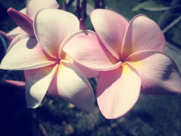 Pembe frangipani çiçekler — Stok fotoğraf