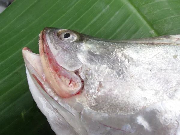 Fresh fish — Stock Photo, Image