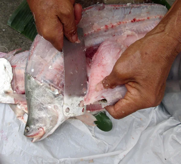 Frischer Fisch — Stockfoto