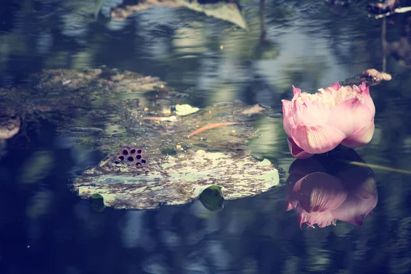 Flores de lótus — Fotografia de Stock